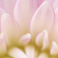 Buy canvas prints of Macro Pink Dahlia Petals by Neil Overy