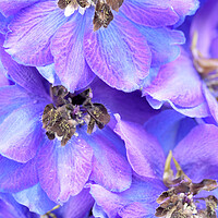 Buy canvas prints of Purple Larkspur Delphinium Flower by Neil Overy