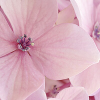 Buy canvas prints of Pink Hydrangea Petals by Neil Overy