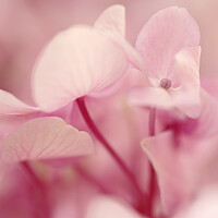 Buy canvas prints of Pink Hydrangea Flower Petals by Neil Overy