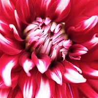 Buy canvas prints of PInk and Red Dahlia Flower by Neil Overy