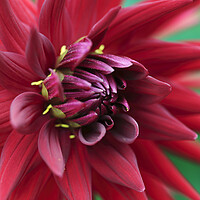 Buy canvas prints of Red Dahlia Flower Petals by Neil Overy