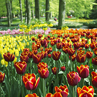 Buy canvas prints of Border of Tulips at Keukenhof, Holland by Neil Overy