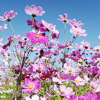 Buy canvas prints of Field of Cosmos Flowers by Neil Overy