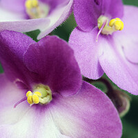 Buy canvas prints of African Violet Flower by Neil Overy