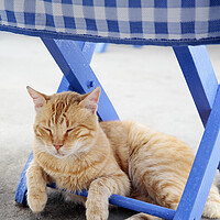 Buy canvas prints of Cat Sleeping under blue chair, Kastellorizo, Greec by Neil Overy