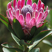 Buy canvas prints of Protea compacta flower, South Africa by Neil Overy