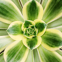 Buy canvas prints of Agave americana 'Marginata' plant by Neil Overy