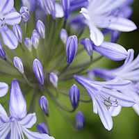 Buy canvas prints of Agapanthus Flower in Bloom by Neil Overy