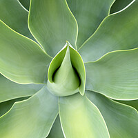 Buy canvas prints of Lush green Agave Plant by Neil Overy