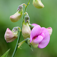 Buy canvas prints of Pink Sweet Pea Flower 1 by Neil Overy