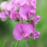 Buy canvas prints of Pink Sweet Pea Flower 2 by Neil Overy