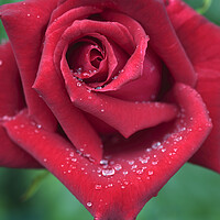 Buy canvas prints of Red Rose with Dew Drops by Neil Overy
