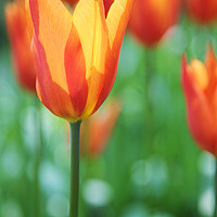 Buy canvas prints of Orange Tulip Flowers by Neil Overy