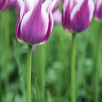 Buy canvas prints of Purple and White Tulip Flowers by Neil Overy