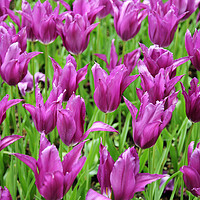 Buy canvas prints of Field of Purple Tulip Flowers by Neil Overy