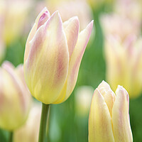 Buy canvas prints of White and Pink Tulip Flower by Neil Overy