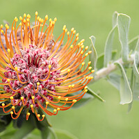 Buy canvas prints of A Pincushion Protea Flower by Neil Overy