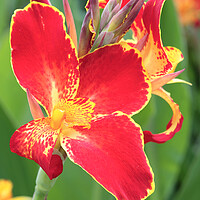 Buy canvas prints of A bright Red and Yellow Canna Lily Flower by Neil Overy
