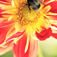 Buy canvas prints of Bumble Bee on Dahlia Flower by Neil Overy