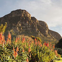 Buy canvas prints of Dawn at Kirstenbosch Gardens, Cape Town by Neil Overy