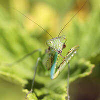 Buy canvas prints of Praying Mantis on Leaf  by Neil Overy