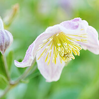 Buy canvas prints of Soft pink white coloured Wild Clematis  by Neil Overy