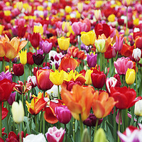Buy canvas prints of Field of Mixed Colorful Tulips by Neil Overy