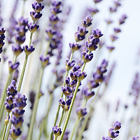 Buy canvas prints of English Lavender by Neil Overy