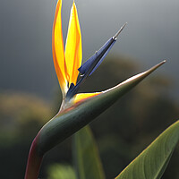 Buy canvas prints of Bird of Paradise Flower by Neil Overy