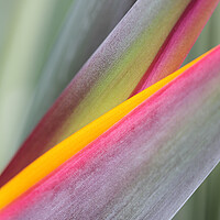 Buy canvas prints of Bird of Paradise Flower Abstract by Neil Overy