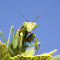 Buy canvas prints of Praying Mantis on Leaf  by Neil Overy