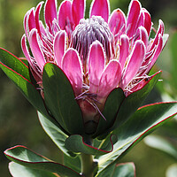 Buy canvas prints of A Beautiful Protea Flower by Neil Overy