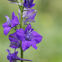 Buy canvas prints of Purple Larkspur or Delphinium Flower by Neil Overy