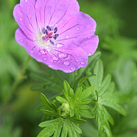 Buy canvas prints of Purple Geranium Flower or Bloody Cranesbill by Neil Overy