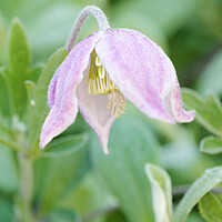 Buy canvas prints of A pink Wild Clematis Flower by Neil Overy