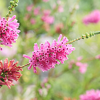 Buy canvas prints of Erica Flower, South Africas by Neil Overy