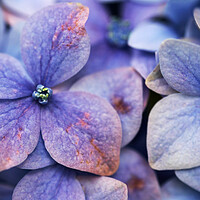 Buy canvas prints of Close up of blue and purple flowers of a Hydrangea flower by Neil Overy