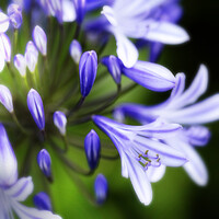 Buy canvas prints of African Lily Agapanthus Flower by Neil Overy