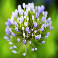 Buy canvas prints of African or Nile Agapanthus Flower by Neil Overy