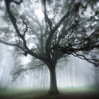 Buy canvas prints of Oak Tree in the Mist by Neil Overy