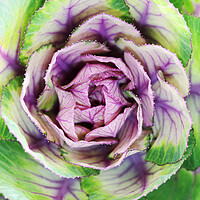 Buy canvas prints of Brassica Ornamental Lettuce by Neil Overy