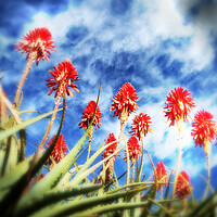 Buy canvas prints of Flowering Red Aloes by Neil Overy