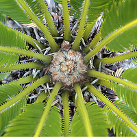 Buy canvas prints of The Centre of a Cycad Plant by Neil Overy
