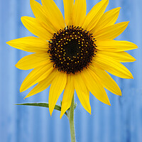 Buy canvas prints of Sunflower against a blue background by Neil Overy