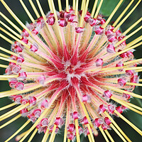 Buy canvas prints of Red and Yellow Spider Protea Flower by Neil Overy