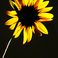 Buy canvas prints of Sunflower backlit in the Sun  by Neil Overy
