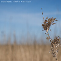 Buy canvas prints of Reeds  by Michaela Strickland
