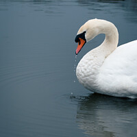 Buy canvas prints of Solo Swan by Michaela Strickland