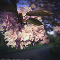 Buy canvas prints of Pink Cherry Blossom by Michaela Strickland